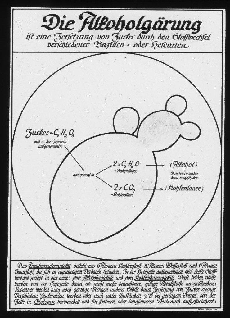 Die Alkoholgärung (Wesen des Gärungsvorganges: Zerlegung des Zuckers in Alkohol und Kohlensäure)