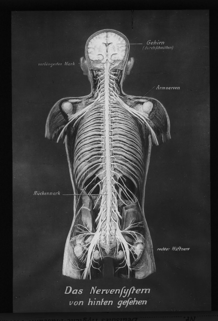 Das NS des Menschen, von hinten gesehen. 