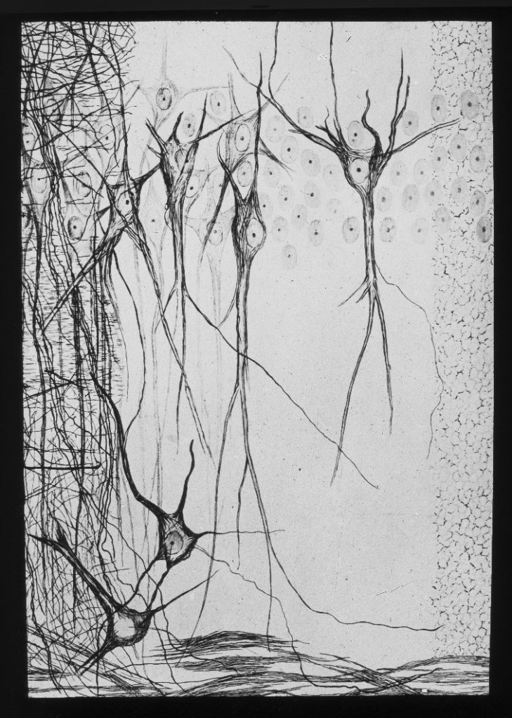 Bau der menschlichen Großhirnrinde (schemtisch). 