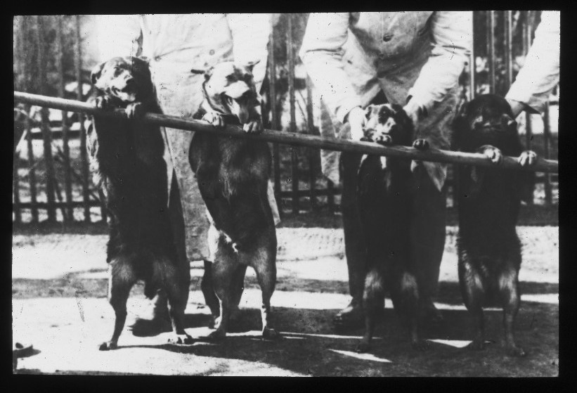 Vier Hunde vom selben Wurf, von denen zwei mäßig Alkohol erhalten haben und dadurch in der Entwicklung zurückgeblieben sind. (Aus der Staatskrankenanstalt Hamburg-Friedrichsberg.)