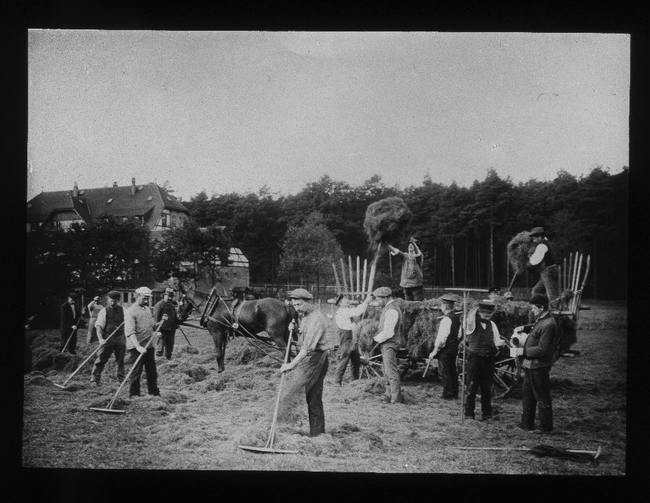 Bilder aus der Trinkerheilstätte Seefrieden bei Moritzburg in Sachsen: Heuernte 